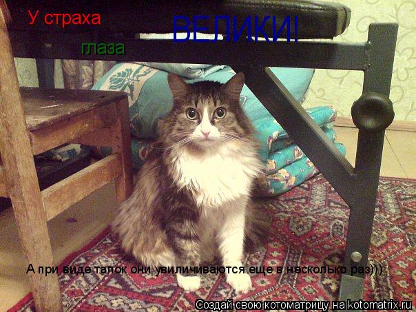 У страха глаза ВЕЛИКИ! А при виде тапок они увиличиваются еще в несколько раз)))... Котоматрица: У страха глаза ВЕЛИКИ! А при виде тапок они увиличиваются еще в несколько раз)))