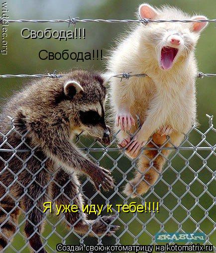 Свобода!!! Свобода!!! Я уже иду к тебе!!!!... Котоматрица: Свобода!!! Свобода!!! Я уже иду к тебе!!!!