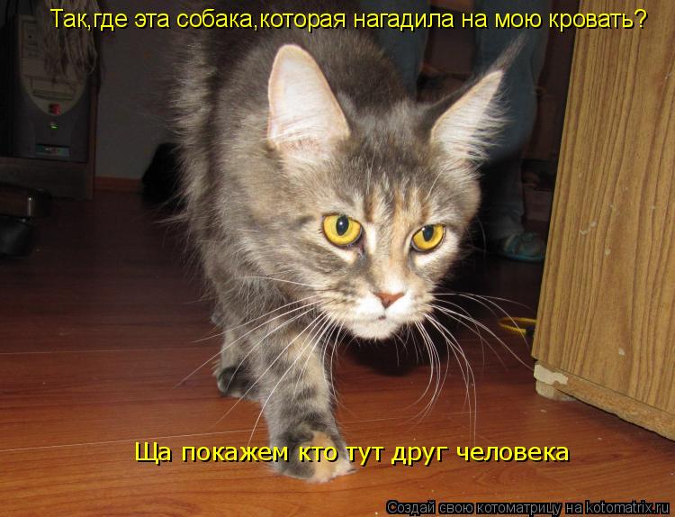 Так,где эта собака,которая нагадила на мою кровать? Ща покажем кто тут друг человека... Котоматрица: Так,где эта собака,которая нагадила на мою кровать? Ща покажем кто тут друг человека
