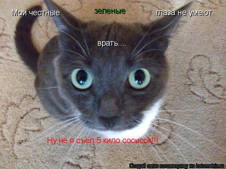 Мои честные зеленые глаза не умеют врать.... Ну не я съел 5 кило сосисок!!!... Котоматрица: Мои честные зеленые глаза не умеют врать.... Ну не я съел 5 кило сосисок!!!