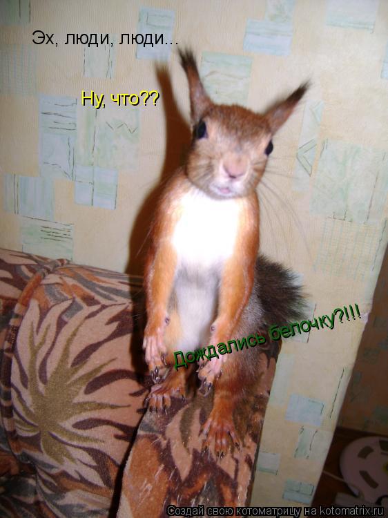 Эх, люди, люди... Ну, что?? Дождались белочку?!!! Дождались белочку?!!!... Котоматрица: Эх, люди, люди... Ну, что?? Дождались белочку?!!! Дождались белочку?!!!