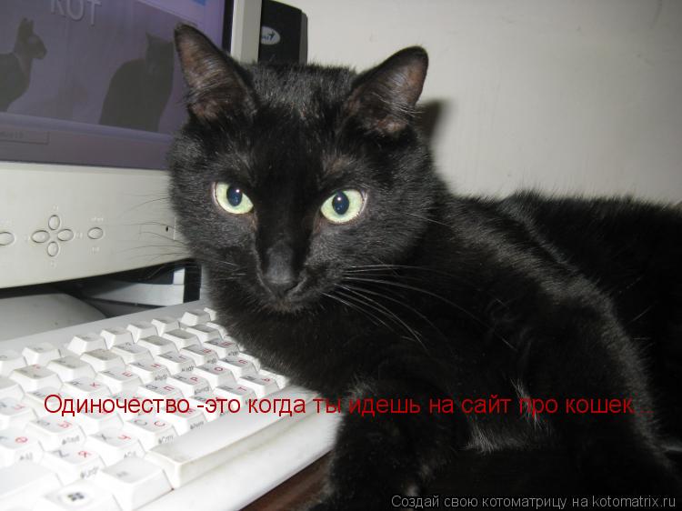 Одиночество -это когда ты идешь на сайт про кошек...... Котоматрица: Одиночество -это когда ты идешь на сайт про кошек...