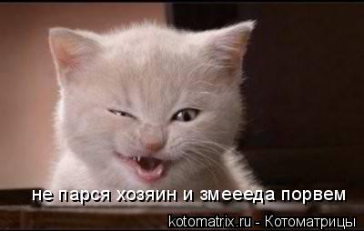 не парся хозяин и змеееда порвем... Котоматрица: не парся хозяин и змеееда порвем
