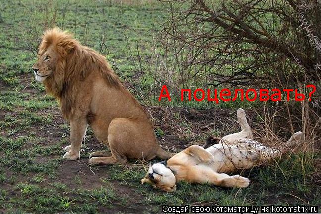 А поцеловать?... Котоматрица: А поцеловать?