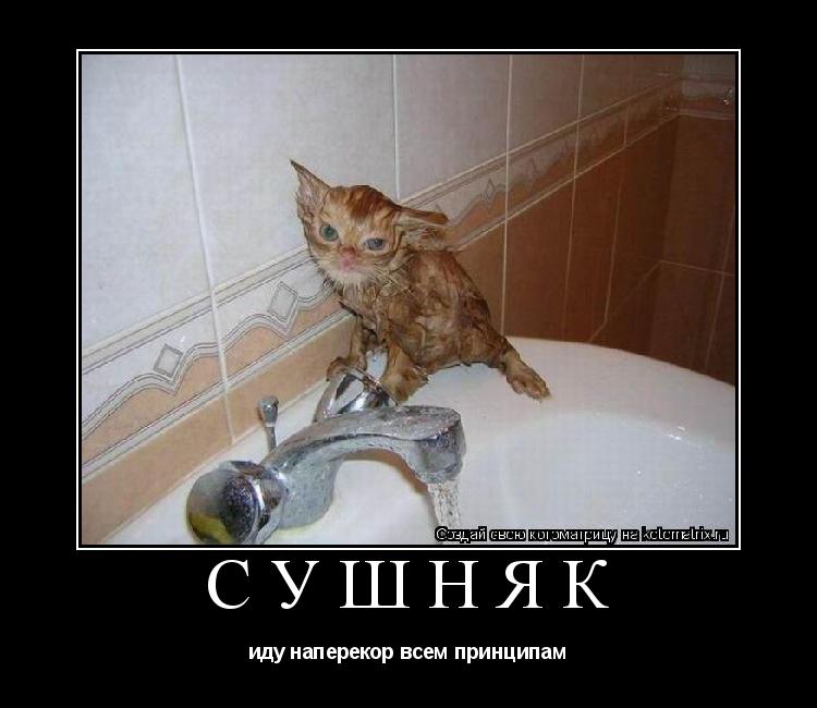 СУШНЯК иду наперекор всем принципам... Котоматрица: СУШНЯК иду наперекор всем принципам
