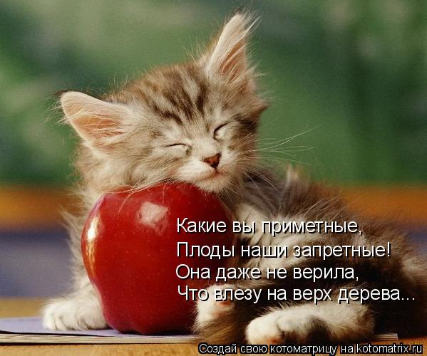 Что влезу на верх дерева... Она даже не верила, Плоды наши запретные! Какие вы приметные,... Котоматрица: Что влезу на верх дерева... Она даже не верила, Плоды наши запретные! Какие вы приметные,