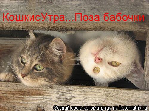 КошкисУтра...Поза бабочки... Котоматрица: КошкисУтра...Поза бабочки