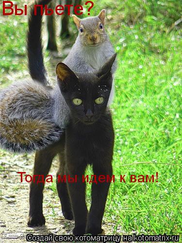 Вы пьете? Тогда мы идем к вам!... Котоматрица: Вы пьете? Тогда мы идем к вам!