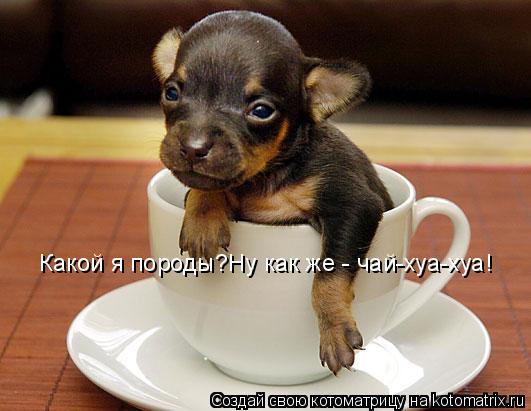 Котоматрица: Какой я породы?Ну как же - чай-хуа-хуа!