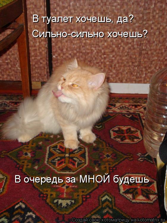 В туалет хочешь, да? Сильно-сильно хочешь? В очередь за МНОЙ будешь... Котоматрица: В туалет хочешь, да? Сильно-сильно хочешь? В очередь за МНОЙ будешь