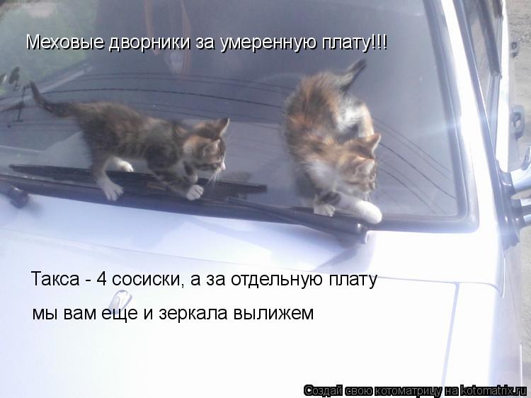 Меховые дворники за умеренную плату!!! Такса - 4 сосиски, а за отдельную плату мы вам еще и зеркала в... Котоматрица: Меховые дворники за умеренную плату!!! Такса - 4 сосиски, а за отдельную плату мы вам еще и зеркала вылижем