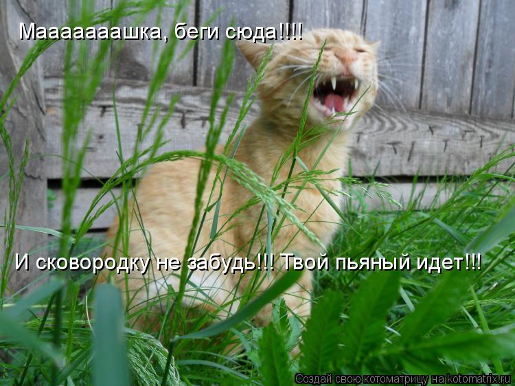 Мааааааашка, беги сюда!!!! И сковородку не забудь!!! Твой пьяный идет!!!... Котоматрица: Мааааааашка, беги сюда!!!! И сковородку не забудь!!! Твой пьяный идет!!!