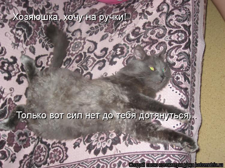Хозяюшка, хочу на ручки! Только вот сил нет до тебя дотянуться...... Котоматрица: Хозяюшка, хочу на ручки! Только вот сил нет до тебя дотянуться...