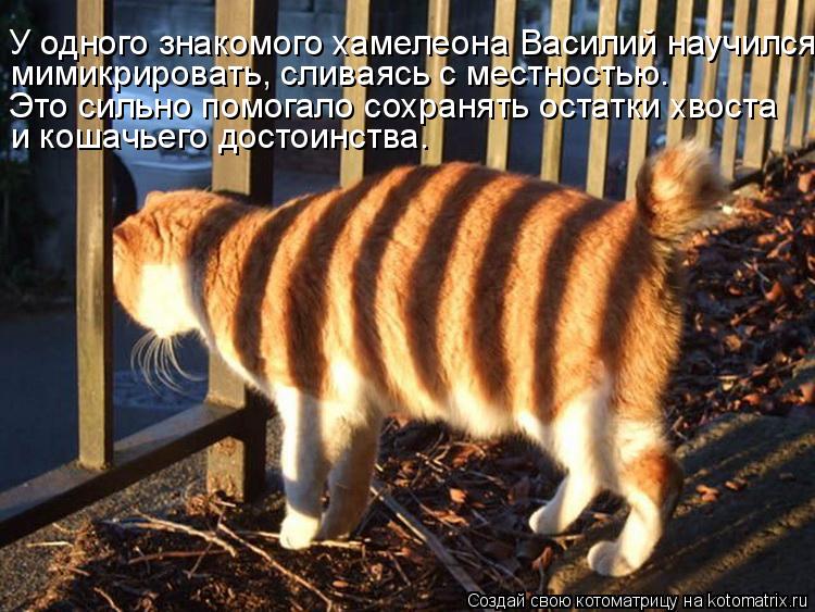 У одного знакомого хамелеона Василий научился мимикрировать, сливаясь с местностью. Это сильно помога... Котоматрица: У одного знакомого хамелеона Василий научился мимикрировать, сливаясь с местностью. Это сильно помогало сохранять остатки хвоста и кошачь