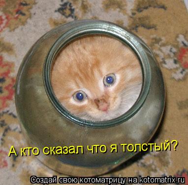 А кто сказал что я толстый?... Котоматрица: А кто сказал что я толстый?