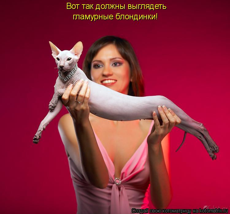 Вот так должны выглядеть гламурные блондинки!... Котоматрица: Вот так должны выглядеть гламурные блондинки!