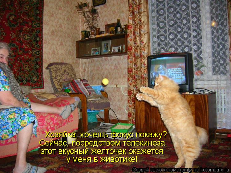 Хозяйка, хочешь фокус покажу? Сейчас, посредством телекинеза, этот вкусный желточек окажется у меня в... Котоматрица: Хозяйка, хочешь фокус покажу? Сейчас, посредством телекинеза, этот вкусный желточек окажется у меня в животике!