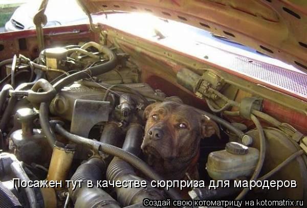Посажен тут в качестве сюрприза для мародеров... Котоматрица: Посажен тут в качестве сюрприза для мародеров
