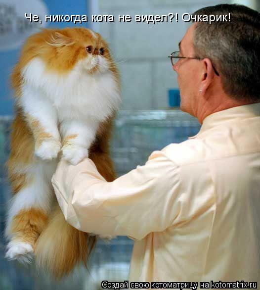 Че, никогда кота не видел?! Очкарик!... Котоматрица: Че, никогда кота не видел?! Очкарик!