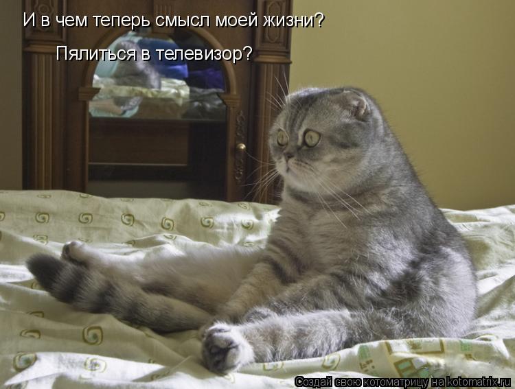 И в чем теперь смысл моей жизни? Пялиться в телевизор?... Котоматрица: И в чем теперь смысл моей жизни? Пялиться в телевизор?