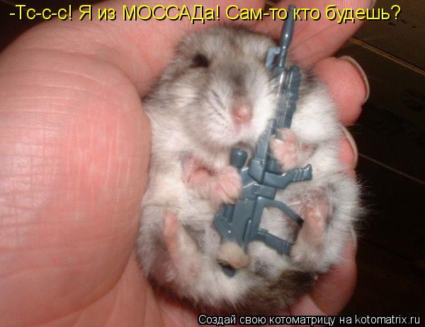 -Тс-с-с! Я из МОССАДа! Сам-то кто будешь?... Котоматрица: -Тс-с-с! Я из МОССАДа! Сам-то кто будешь?