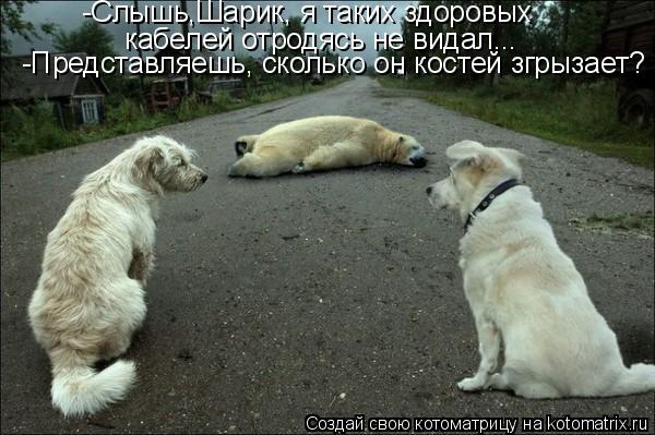 -Слышь,Шарик, я таких здоровых кабелей отродясь не видал... -Представляешь, сколько он костей згрызае... Котоматрица: -Слышь,Шарик, я таких здоровых кабелей отродясь не видал... -Представляешь, сколько он костей згрызает?