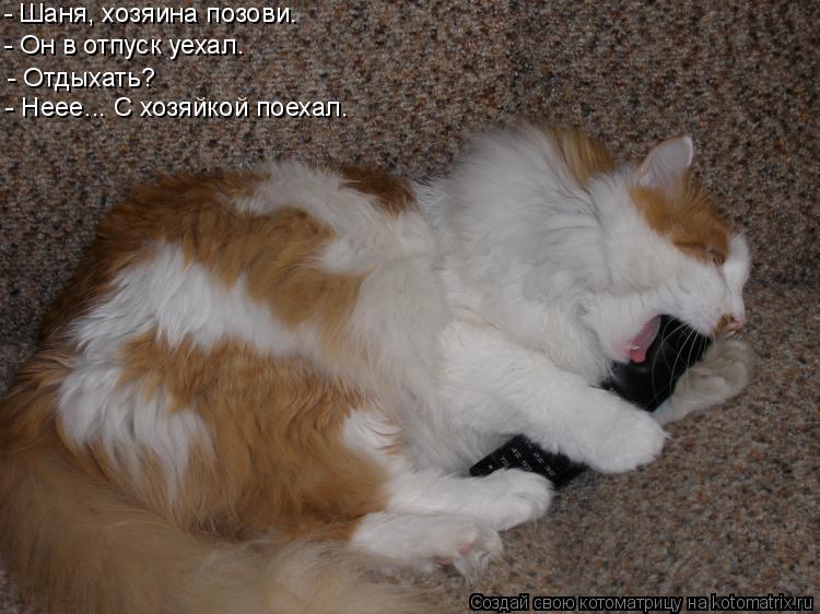 - Шаня, хозяина позови. - Он в отпуск уехал. - Отдыхать? - Неее... С хозяйкой поехал.... Котоматрица: - Шаня, хозяина позови. - Он в отпуск уехал. - Отдыхать? - Неее... С хозяйкой поехал.