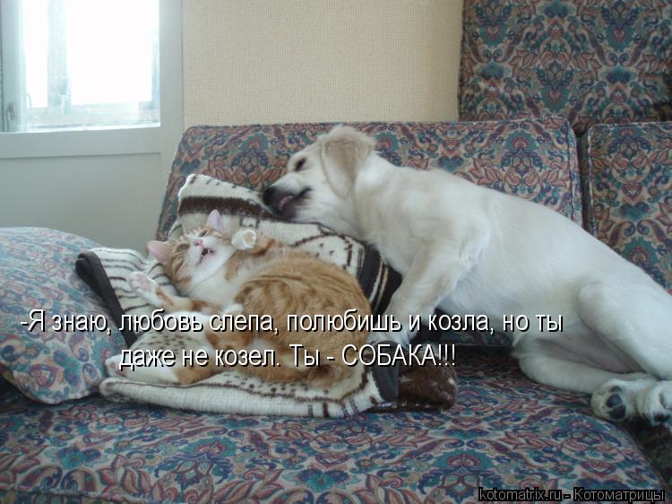 -Я знаю, любовь слепа, полюбишь и козла, но ты даже не козел. Ты - СОБАКА!!!... Котоматрица: -Я знаю, любовь слепа, полюбишь и козла, но ты даже не козел. Ты - СОБАКА!!!