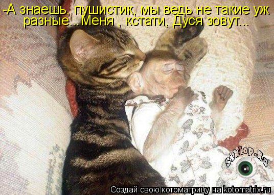 -А знаешь, пушистик, мы ведь не такие уж разные...Меня , кстати, Дуся зовут...... Котоматрица: -А знаешь, пушистик, мы ведь не такие уж разные...Меня , кстати, Дуся зовут...