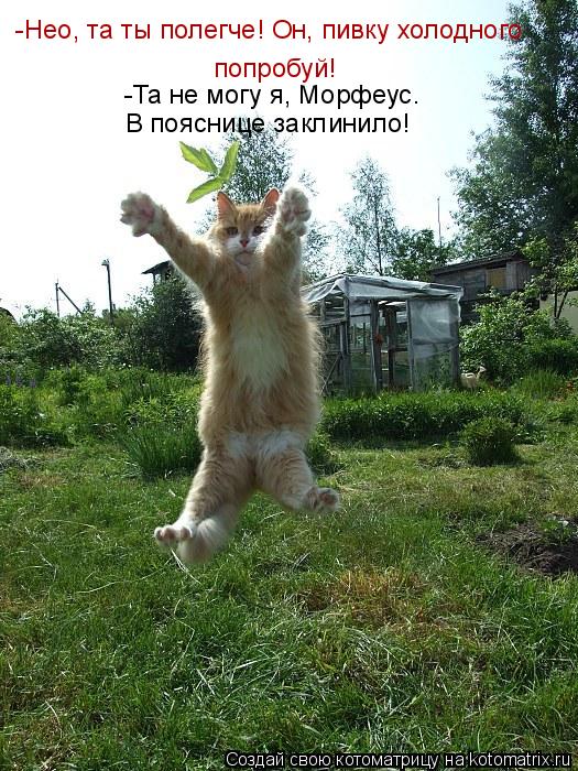 -Нео, та ты полегче! Он, пивку холодного попробуй! -Та не могу я, Морфеус. В пояснице заклинило!... Котоматрица: -Нео, та ты полегче! Он, пивку холодного попробуй! -Та не могу я, Морфеус. В пояснице заклинило!