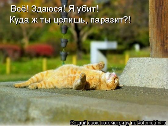 Всё! Здаюся! Я убит! Куда ж ты целишь, паразит?!... Котоматрица: Всё! Здаюся! Я убит! Куда ж ты целишь, паразит?!