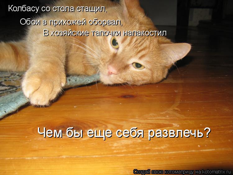 Колбасу со стола стащил, Обои в прихожей оборвал, В хозяйские тапочки напакостил Чем бы еще себя разв... Котоматрица: Колбасу со стола стащил, Обои в прихожей оборвал, В хозяйские тапочки напакостил Чем бы еще себя развлечь?