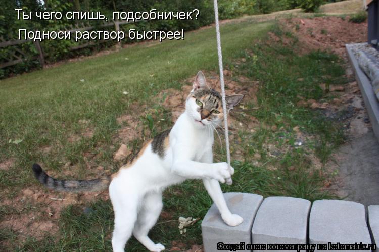 Ты чего спишь, подсобничек? Подноси раствор быстрее!... Котоматрица: Ты чего спишь, подсобничек? Подноси раствор быстрее!