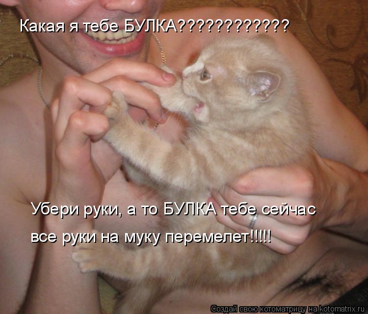 Какая я тебе БУЛКА???????????? Убери руки, а то БУЛКА тебе сейчас все руки на муку перемелет!!!!!... Котоматрица: Какая я тебе БУЛКА???????????? Убери руки, а то БУЛКА тебе сейчас все руки на муку перемелет!!!!!