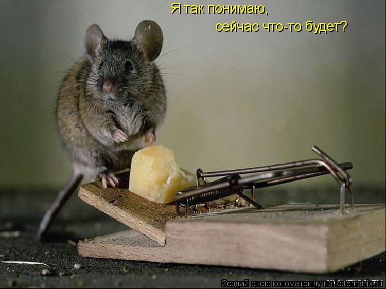 Я так понимаю, сейчас что-то будет?... Котоматрица: Я так понимаю, сейчас что-то будет?