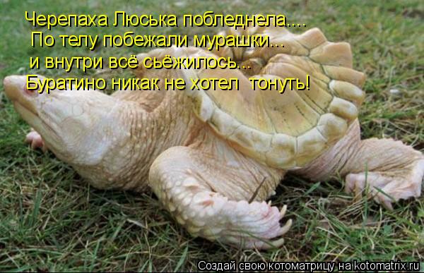 Черепаха Люська побледнела.... По телу побежали мурашки... и внутри всё сьёжилось... Буратино никак н... Котоматрица: Черепаха Люська побледнела.... По телу побежали мурашки... и внутри всё сьёжилось... Буратино никак не хотел тонуть!