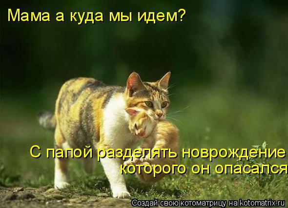 Мама а куда мы идем? С папой разделять новрождение, которого он опасался... Котоматрица: Мама а куда мы идем? С папой разделять новрождение, которого он опасался
