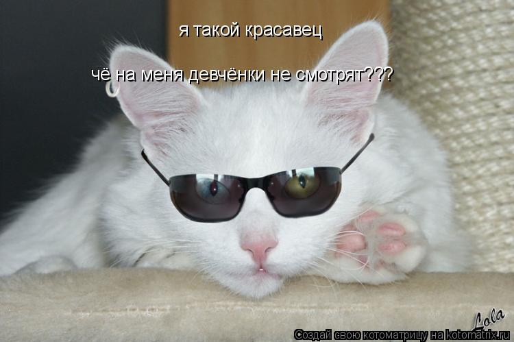 я такой красавец чё на меня девчёнки не смотрят???... Котоматрица: я такой красавец чё на меня девчёнки не смотрят???