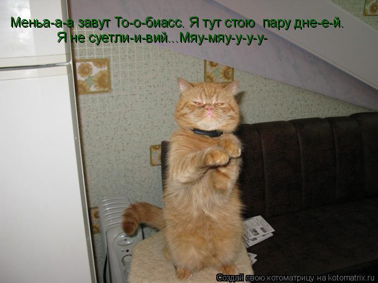Меньа-а-а завут То-о-биасс. Я тут стою пару дне-е-й. Я не суетли-и-вий...Мяу-мяу-у-у-у-... Котоматрица: Меньа-а-а завут То-о-биасс. Я тут стою пару дне-е-й. Я не суетли-и-вий...Мяу-мяу-у-у-у-