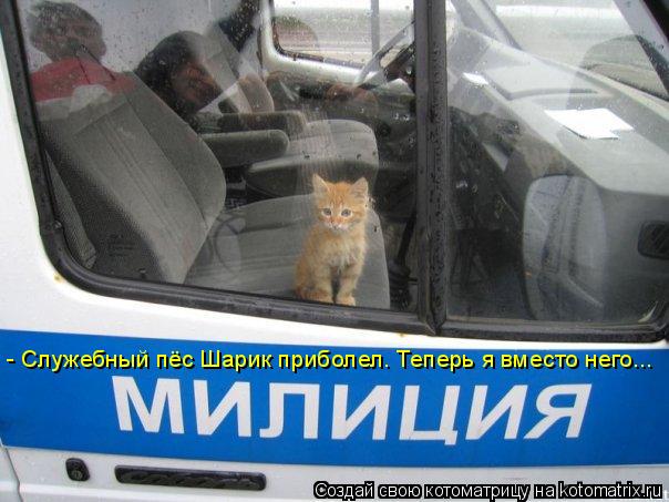 - Служебный пёс Шарик приболел. Теперь я вместо него...... Котоматрица: - Служебный пёс Шарик приболел. Теперь я вместо него...