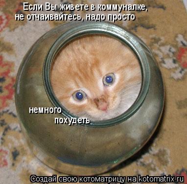Если Вы живете в коммуналке, не отчаивайтесь, надо просто немного похудеть... Котоматрица: Если Вы живете в коммуналке, не отчаивайтесь, надо просто немного похудеть