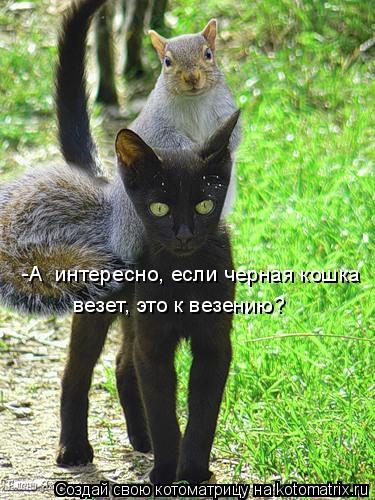 -А интересно, если черная кошка везет, это к везению?... Котоматрица: -А интересно, если черная кошка везет, это к везению?