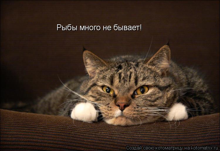 Рыбы много не бывает!... Котоматрица: Рыбы много не бывает!