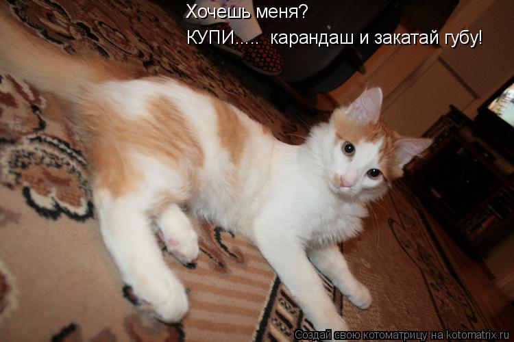Хочешь меня? КУПИ..... карандаш и закатай губу!... Котоматрица: Хочешь меня? КУПИ..... карандаш и закатай губу!