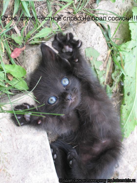 Стою, стою.Честное слово не брал сосиски!!!... Котоматрица: Стою, стою.Честное слово не брал сосиски!!!