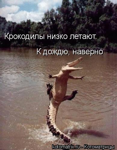 К дождю, наверно Крокодилы низко летают.... Котоматрица: К дождю, наверно Крокодилы низко летают.
