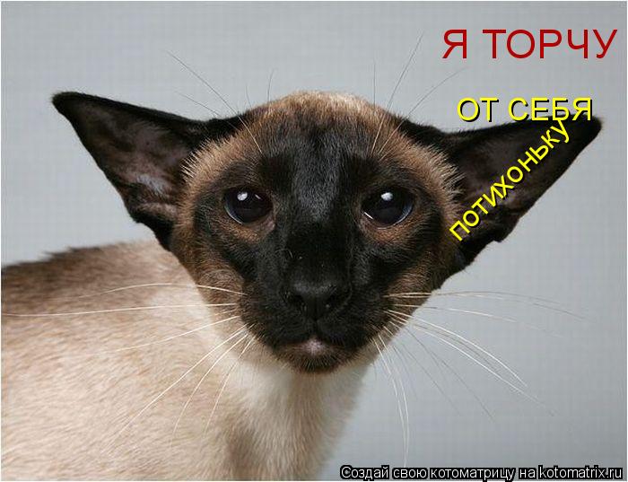 Я ТОРЧУ ОТ СЕБЯ потихоньку... Котоматрица: Я ТОРЧУ ОТ СЕБЯ потихоньку