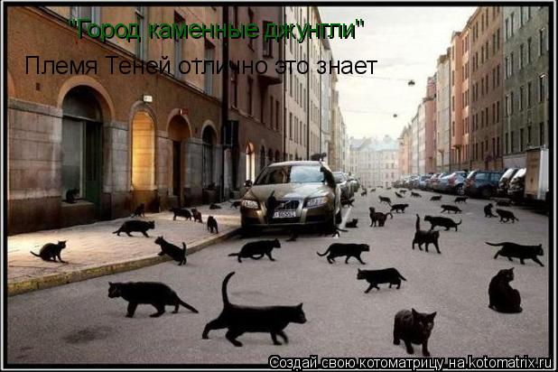 "Город каменные джунгли" Племя Теней отлично это знает... Котоматрица: "Город каменные джунгли" Племя Теней отлично это знает