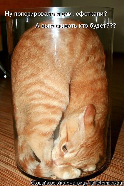Ну попозировала я вам, сфоткали? А вытаскивать кто будет???... Котоматрица: Ну попозировала я вам, сфоткали? А вытаскивать кто будет???