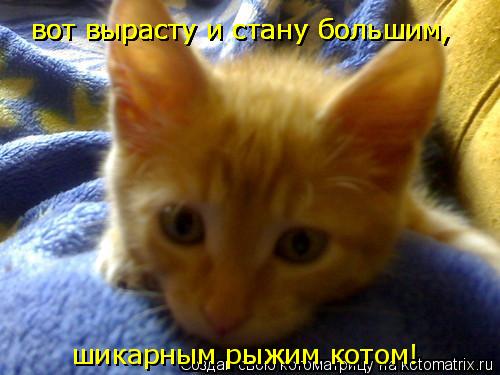 вот вырасту и стану большим, вот вырасту и стану большим, вот вырасту и стану большим, вот вырасту... Котоматрица: вот вырасту и стану большим, вот вырасту и стану большим, вот вырасту и стану большим, вот вырасту и стану большим, шикарным рыжим котом!